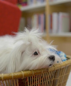 lukukoira_borje.lukukoira_borje.e2e3bdcb-57fb-4f81-aca8-3c772a29f402-main_image